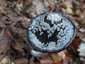 Harkálytintagomba (Coprinopsis picacea), Budai-hegység